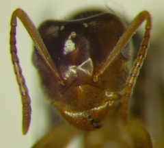 Lasius umbratus