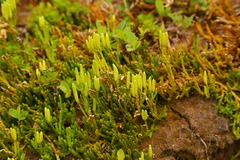 Diphasiastrum sitchense