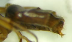 Lasius umbratus