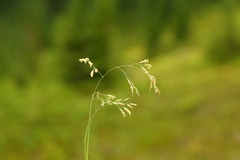 Poa leptocoma