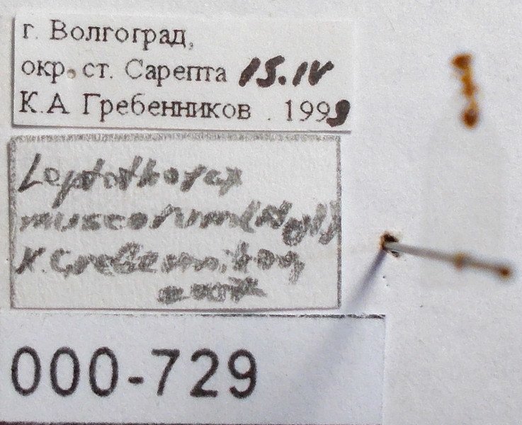 Leptothorax muscorum