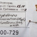 Leptothorax muscorum - Photo (c) Konstantin Grebennikov, algunos derechos reservados (CC BY), subido por Konstantin Grebennikov