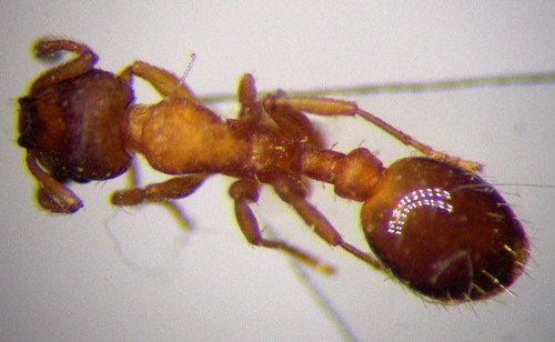 Leptothorax muscorum photo 4