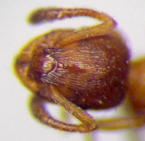 Leptothorax muscorum photo 5