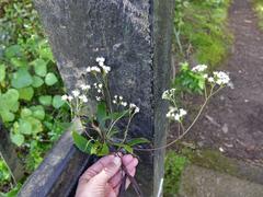 Procecidochares alani