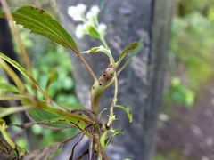 Procecidochares alani