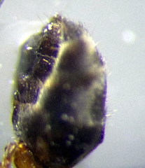 Liometopum microcephalum