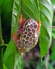 Dendropsophus triangulum