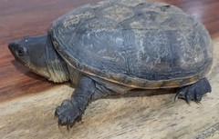 Claudius angustatus