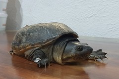 Claudius angustatus