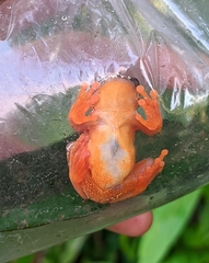 Dendropsophus triangulum