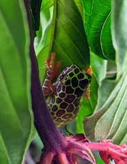 Dendropsophus triangulum