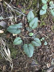 Veronica californica