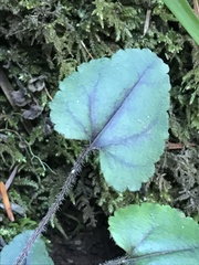 Veronica californica