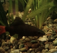 Epalzeorhynchos bicolor