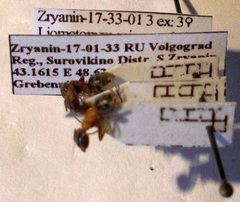 Liometopum microcephalum