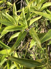 Scaevola gaudichaudiana