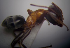 Liometopum microcephalum