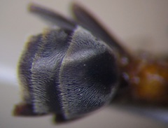 Liometopum microcephalum