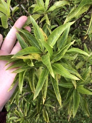 Scaevola gaudichaudiana