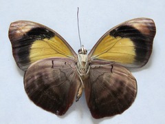 Catonephele numilia esite