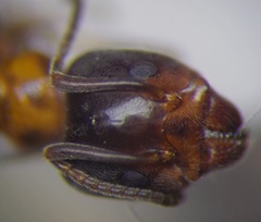 Liometopum microcephalum