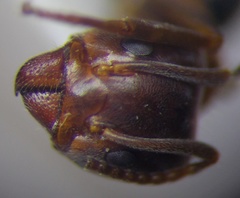 Liometopum microcephalum