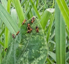 Tropidothorax fimbriatus