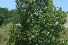 Populus deltoides deltoides