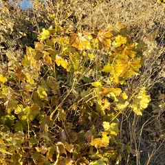 Vitis californica