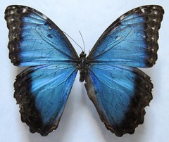 Morpho helenor narcissus
