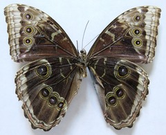 Morpho helenor narcissus