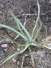 Agave aurea