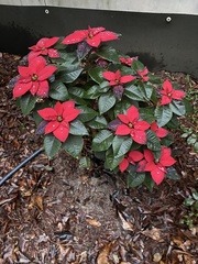 Euphorbia pulcherrima