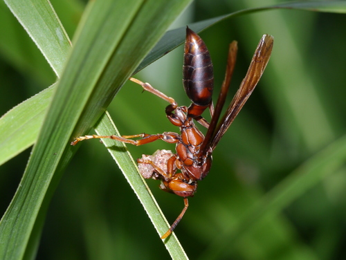 Neotropical Red Paper Wasp photo 3