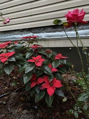 Euphorbia pulcherrima