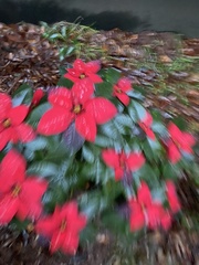 Euphorbia pulcherrima