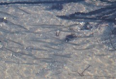 Atherinops affinis