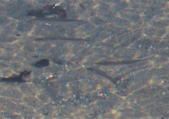 Atherinops affinis