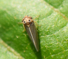 Megophthalminae