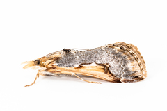 Loxostege albiceralis