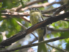 Rhynchocyclus brevirostris