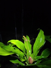 Calotes versicolor