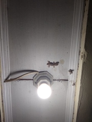 Hemidactylus frenatus