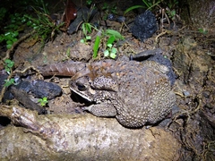 Duttaphrynus melanostictus
