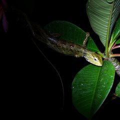 Calotes versicolor