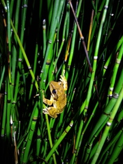 Polypedates leucomystax