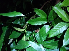 Polypedates leucomystax