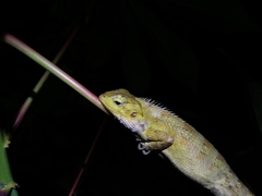 Calotes versicolor