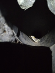 Gekko gecko